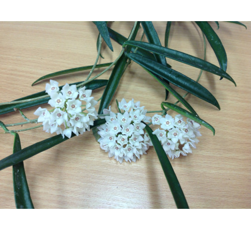 Хойя Шеперді, шеферді (Hoya shepherdii)